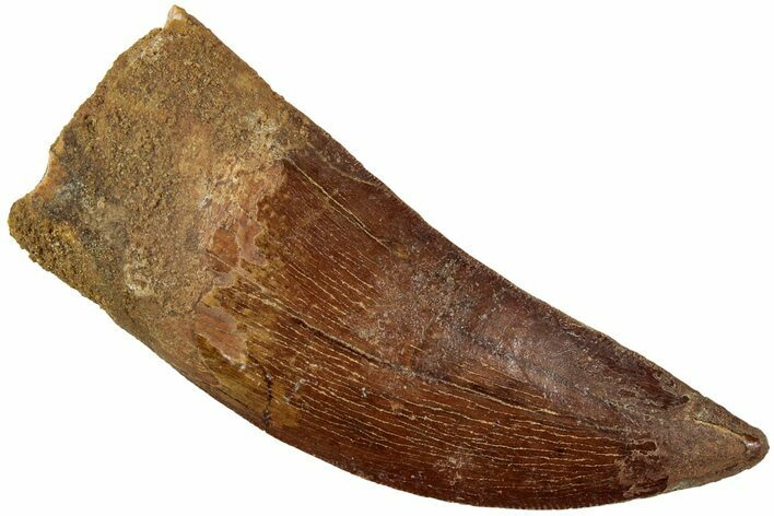 Carcharodontosaurus Tooth - Real Dinosaur Tooth #234287